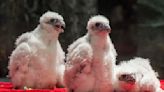 Nebraska Capitol peregrine falcon chicks identified, banded
