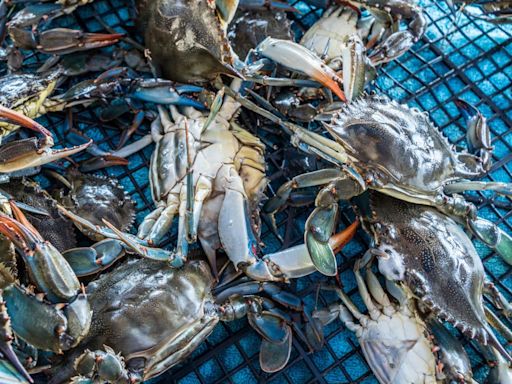 Experts urge people to fish and eat crab species putting entire fishing industry at risk: 'An animal of unacceptable intelligence'