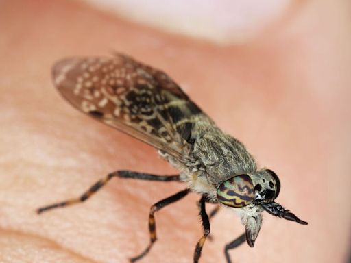 Brits warned as ‘Dracula’ horseflies terrorise sunbathers during heatwave