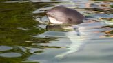 All About the Vaquita, the Most Endangered Marine Mammal