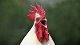 Calls for animal welfare to be taken seriously after 'cock fighting' investigation