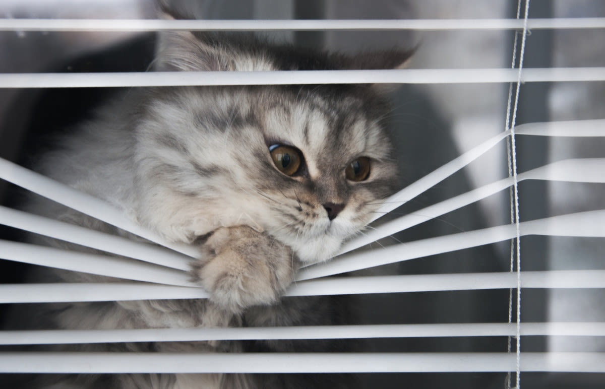 Ridiculous Neighbor Upset Over 'Cats Looking Out the Window' Sparks Outrage