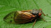 Cicadapocalypse: Will there be a double brood of cicadas in Western NC this year?