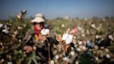 Transformers Updates its Report on Cotton Misinformation