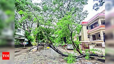 Tree Falls Across Pune City: Fire Department Responds to Over 100 Incidents | Pune News - Times of India