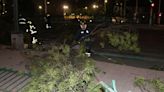 Fuertes rachas de viento causan caída de árboles y algunos daños en la Ciudad de México