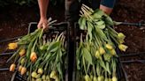 ‘People don’t come running . . . for radishes.’ At farms across the state, the flower business is blooming. - The Boston Globe