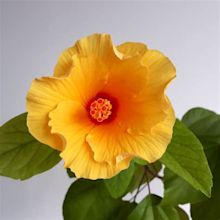 China Rose - tips and guidance for the best possible care