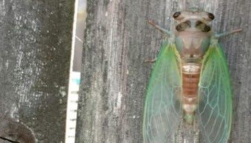 Cicadas are coming! Will Mass. residents be able to see the historic event?