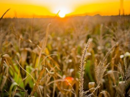 El campo salvó a la actividad en mayo: ¿habrá recuperación para el resto del año?