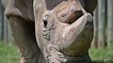 First rhino IVF pregnancy could save endangered northern white from extinction