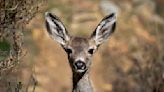 Catalina island deer-shooting plan is shelved, other solutions sought