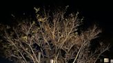 Uplighting option emerges as crowd favorite for Bird Rock trees illumination