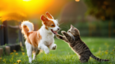 New Research Finds Cats Love to Play a Popular Game Usually Reserved for Dogs