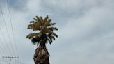 Inusual y sorpresiva floración de palma de Ceilán en la Universidad de Carabobo