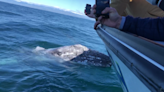 ‘Show of a lifetime:’ Whale watchers have close encounter with pair of playful gray whales