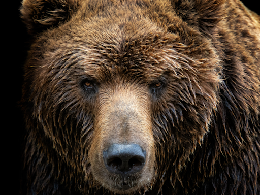 Mama Bear Charges Car on Canadian Highway to Try and Protect Her Cubs