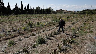 La sequía se ceba con el sureste de Francia y el campo cambia las viñas por aloe vera