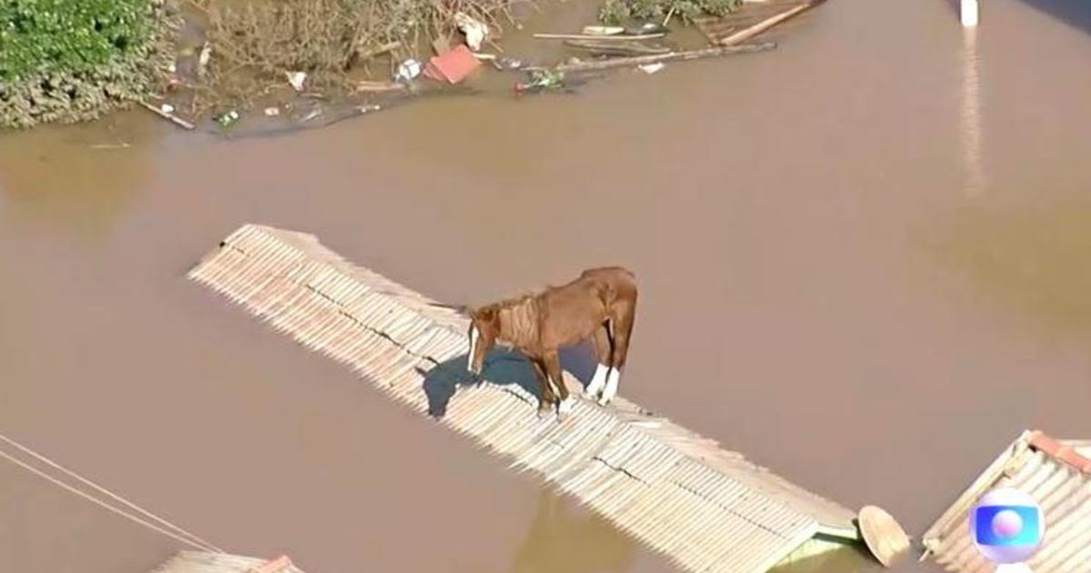 Caramelo the horse rescued from a rooftop amid Brazil floods in a boost for a beleaguered nation