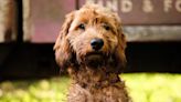 10 most popular dog names – for boys and girls