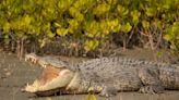 Wildlife officers make disturbing discovery after autopsying 17-foot crocodile: ‘… Ultimately leading to death’