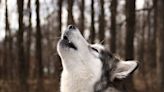 Alaskan Malamute Howls Across Norwegian Harbor in Viral Video We Can't Resist