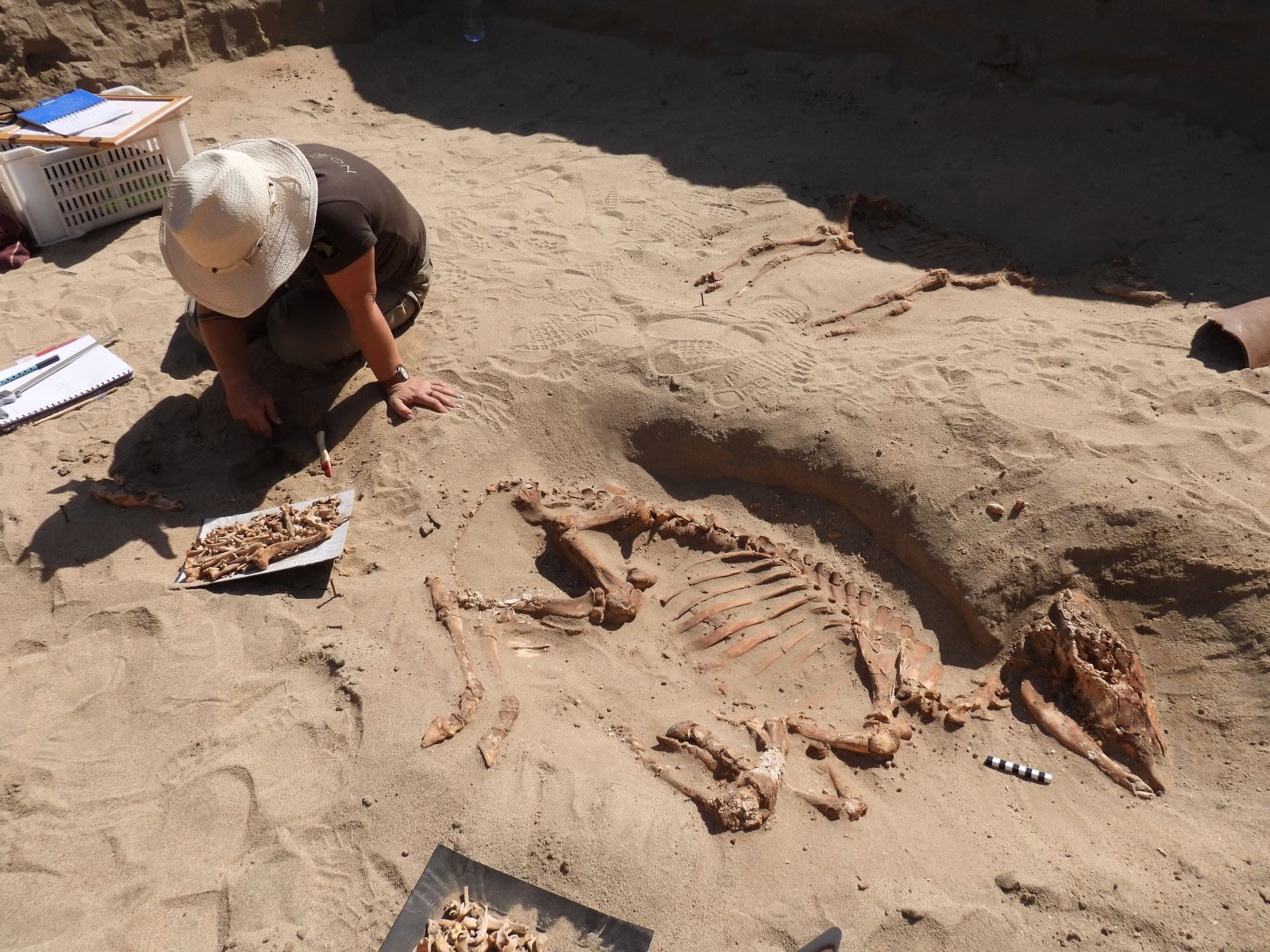 Letters Written by Ancient Roman Commanders Have Been Found in a Pet Cemetery in Egypt