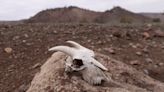 ‘We beg God for water’: the Chilean lake that vanished