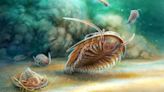 ‘Remarkably preserved’ 500-million-year-old sea creature discovered