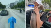 Dog on expressway rescued by motorists and police, reunites with tearful owner: 'We are very blessed'