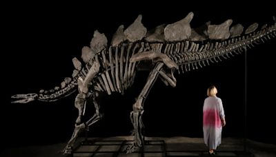 Dinosaur Hunter Expected to Make Millions After Finding "Virtually Complete" Stegosaurus