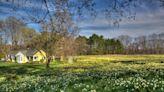 A husband's love for his wife lives on in a field of 40,000 daffodils