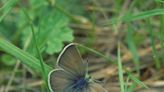 Efforts continue to save habitat of butterfly unique to Willamette Valley