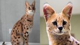 Savannah: Veja o híbrido de gato doméstico com felino selvagem que pode custar R$ 120 mil