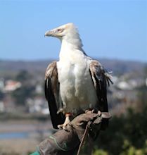Summer shines a light on the plight of vultures - Paradise Park