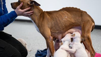 Some seized fighting dogs may lose legs, vets fear