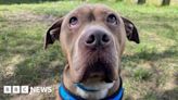 Middlesbrough dog struggling to find home 'because of sad face'