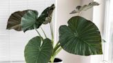 How to Grow and Care for Alocasia ‘Regal Shield’ (Elephant Ear)