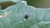 It's vegetable season. So what pests are eating the plants in your garden?