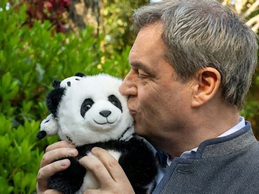 Markus Söders China-Besuch: Er isst das Essen nicht und kuschelt dafür mit Pandas