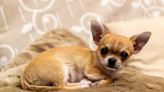 Family Makes Desperate Plea After 12-Year-Old Senior Chihuahua Is Stolen