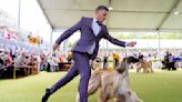 At Westminster dog show, a display of dogs and devotion