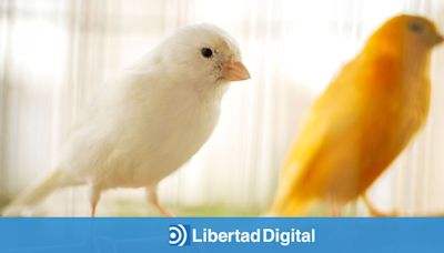 En la canícula, los pájaros cantores se callan prudentemente