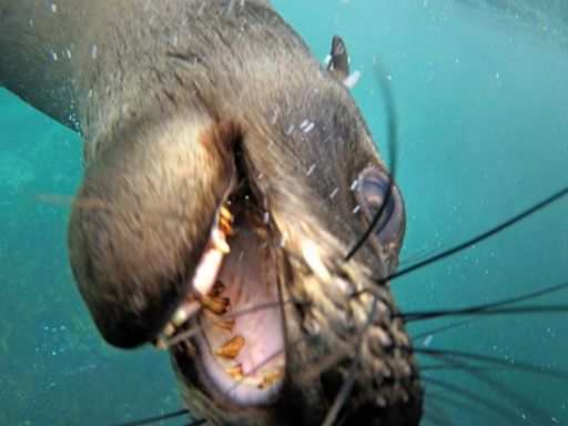 Rabid seals at tourist hotspot could leave holidaymakers 'foaming at the mouth'