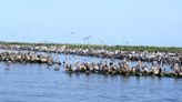 Scientists plan to bring successful island restoration project, pelican roost to Houma