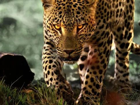 Living With Leopards Streaming: Watch & Stream Online via Netflix