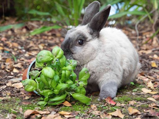 11 Rabbit-Resistant Plants You Should Try in Your Garden