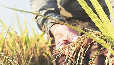 Chhattisgarh sets a target to produce 12.11 MT foodgrain in kharif season