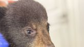 Black bear cub pulled from a tree in Asheville 'doing well' in WNC wildlife refuge care