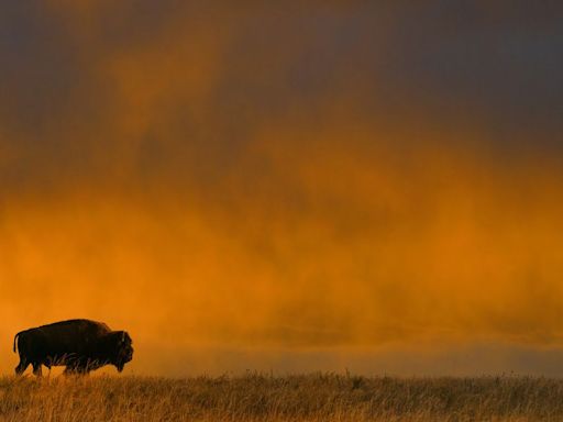 31,000 Bison Are Left in America. Scientists Have an Epic Plan to Save Them from Extinction.
